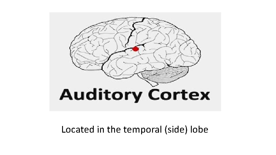 Located in the temporal (side) lobe  Located in the temporal (side) lobe