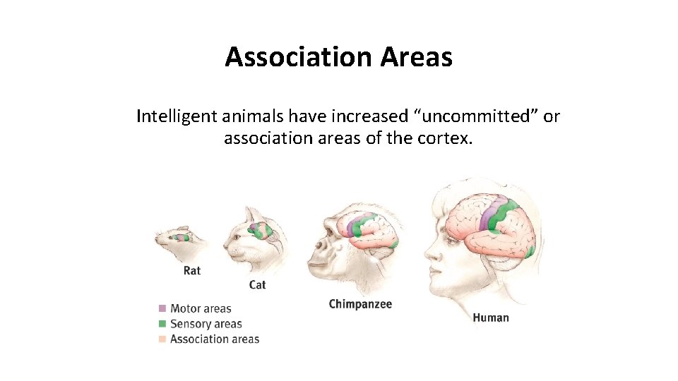 Association Areas Intelligent animals have increased “uncommitted” or association areas of the cortex.  Association Areas Intelligent animals have increased “uncommitted” or association areas of the cortex.