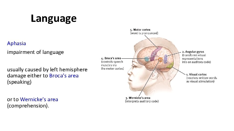 Language Aphasia impairment of language usually caused by left hemisphere damage either to Broca’s Language Aphasia impairment of language usually caused by left hemisphere damage either to Broca’s