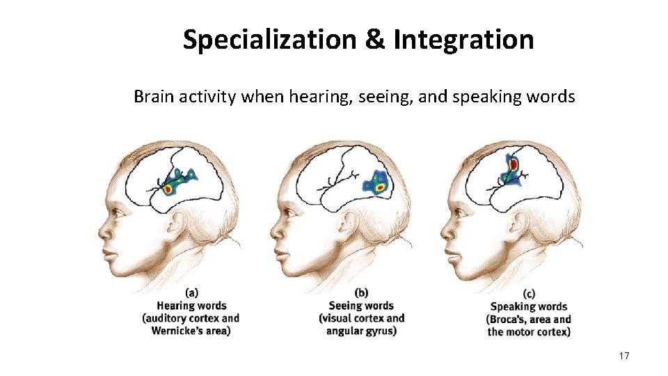 Specialization & Integration Brain activity when hearing, seeing, and speaking words 17  Specialization & Integration Brain activity when hearing, seeing, and speaking words 17