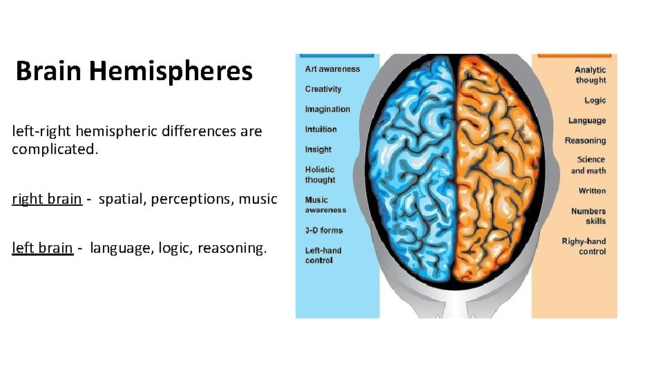 Brain Hemispheres left-right hemispheric differences are complicated. right brain - spatial, perceptions, music left Brain Hemispheres left-right hemispheric differences are complicated. right brain - spatial, perceptions, music left