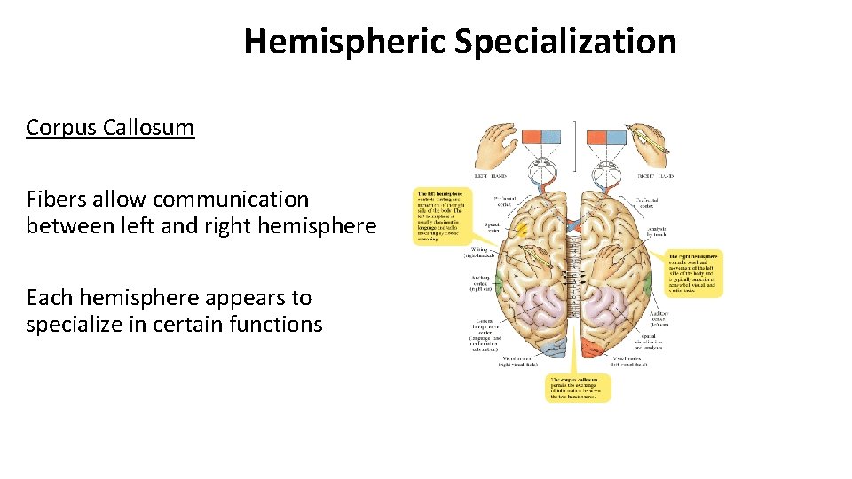 Hemispheric Specialization Corpus Callosum Fibers allow communication between left and right hemisphere Each hemisphere Hemispheric Specialization Corpus Callosum Fibers allow communication between left and right hemisphere Each hemisphere