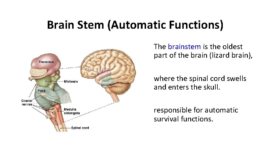 Brain Stem (Automatic Functions) The brainstem is the oldest part of the brain (lizard Brain Stem (Automatic Functions) The brainstem is the oldest part of the brain (lizard