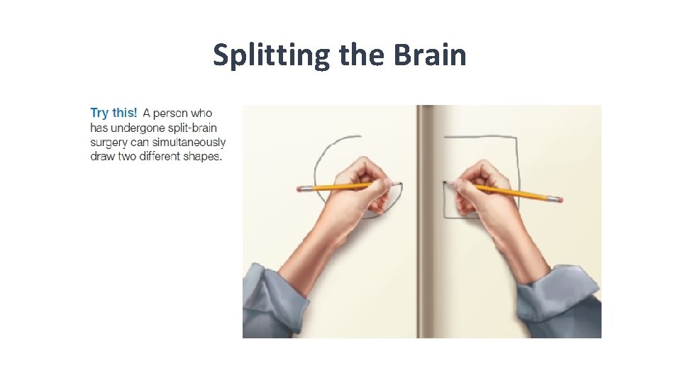 Splitting the Brain  Splitting the Brain
