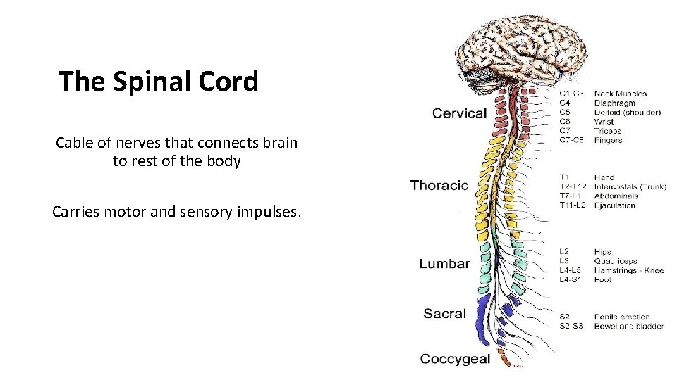 The Spinal Cord Cable of nerves that connects brain to rest of the body The Spinal Cord Cable of nerves that connects brain to rest of the body