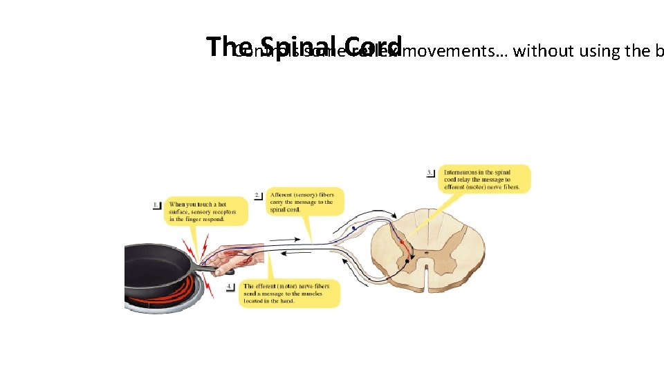 The Spinal Controls some. Cord reflex movements… without using the b  The Spinal Controls some. Cord reflex movements… without using the b