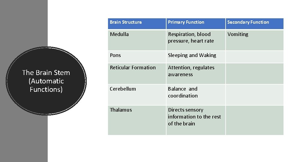 The Brain Stem (Automatic Functions) Brain Structure Primary Function Secondary Function Medulla Respiration, blood The Brain Stem (Automatic Functions) Brain Structure Primary Function Secondary Function Medulla Respiration, blood