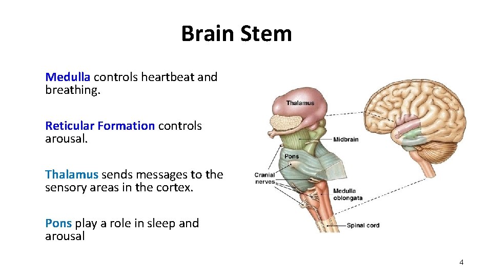 Brain Stem Medulla controls heartbeat and breathing. Reticular Formation controls arousal. Thalamus sends messages Brain Stem Medulla controls heartbeat and breathing. Reticular Formation controls arousal. Thalamus sends messages