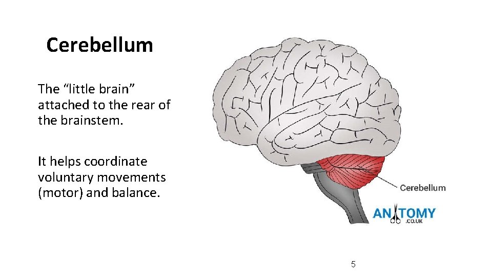 Cerebellum The “little brain” attached to the rear of the brainstem. It helps coordinate Cerebellum The “little brain” attached to the rear of the brainstem. It helps coordinate
