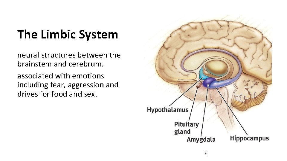 The Limbic System neural structures between the brainstem and cerebrum. associated with emotions including The Limbic System neural structures between the brainstem and cerebrum. associated with emotions including