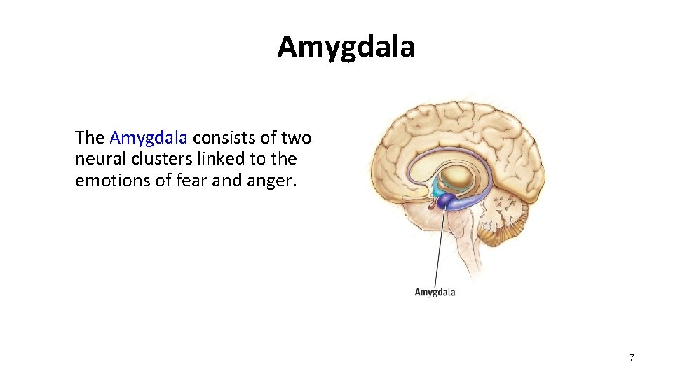 Amygdala The Amygdala consists of two neural clusters linked to the emotions of fear Amygdala The Amygdala consists of two neural clusters linked to the emotions of fear