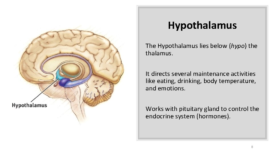 Hypothalamus The Hypothalamus lies below (hypo) the thalamus. It directs several maintenance activities like Hypothalamus The Hypothalamus lies below (hypo) the thalamus. It directs several maintenance activities like