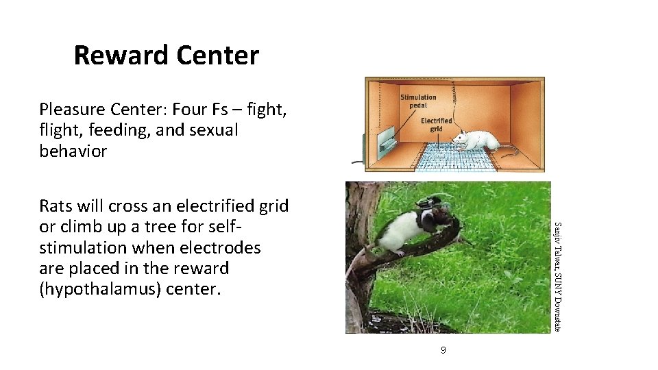 Reward Center Pleasure Center: Four Fs – fight, flight, feeding, and sexual behavior Sanjiv Reward Center Pleasure Center: Four Fs – fight, flight, feeding, and sexual behavior Sanjiv