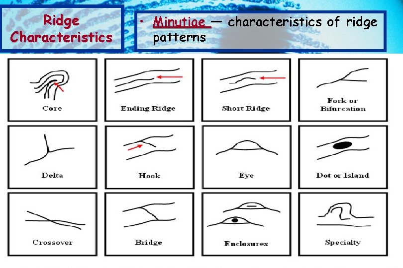 Ridge Characteristics • Minutiae — characteristics of ridge patterns 