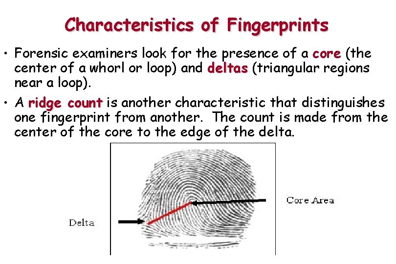 Characteristics of Fingerprints • Forensic examiners look for the presence of a core (the