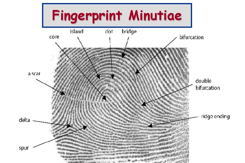 Fingerprint Minutiae 