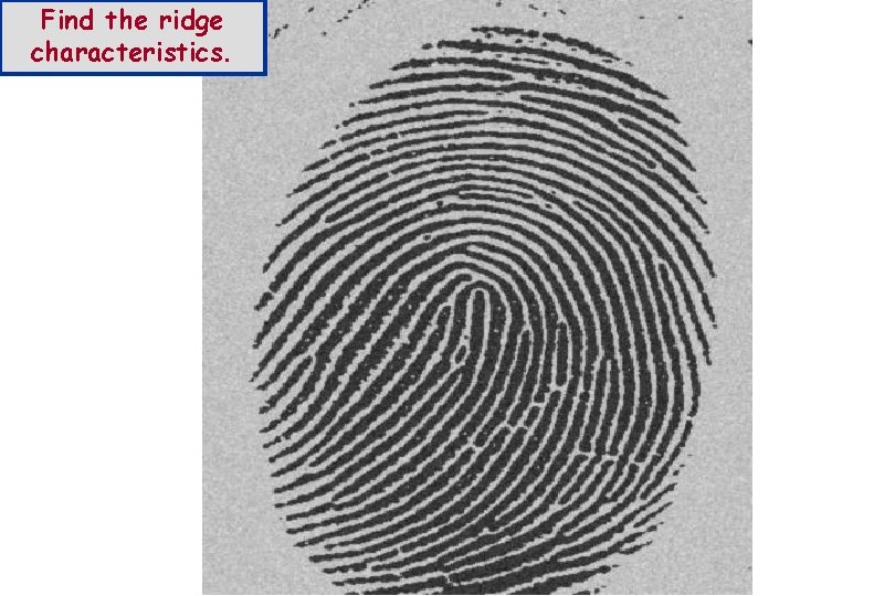 Find the ridge characteristics. 