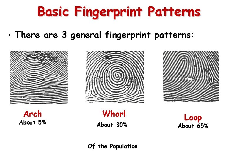 Basic Fingerprint Patterns • There are 3 general fingerprint patterns: Arch About 5% Whorl