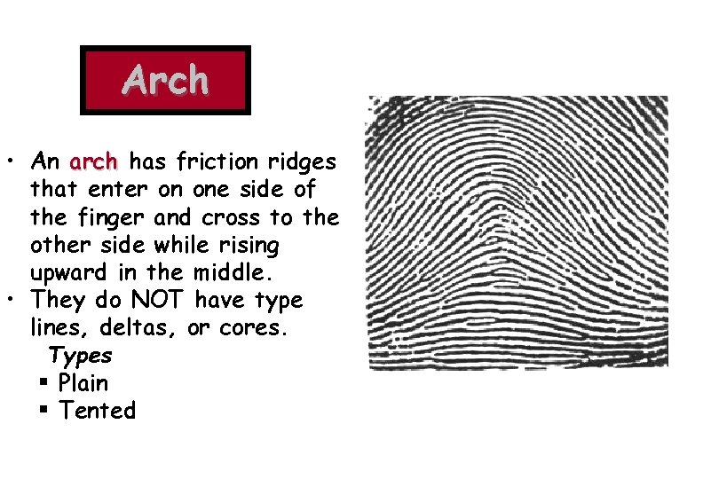 Arch • An arch has friction ridges that enter on one side of the