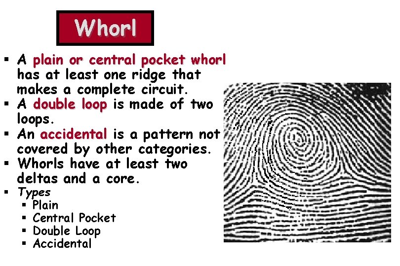 Whorl § A plain or central pocket whorl has at least one ridge that