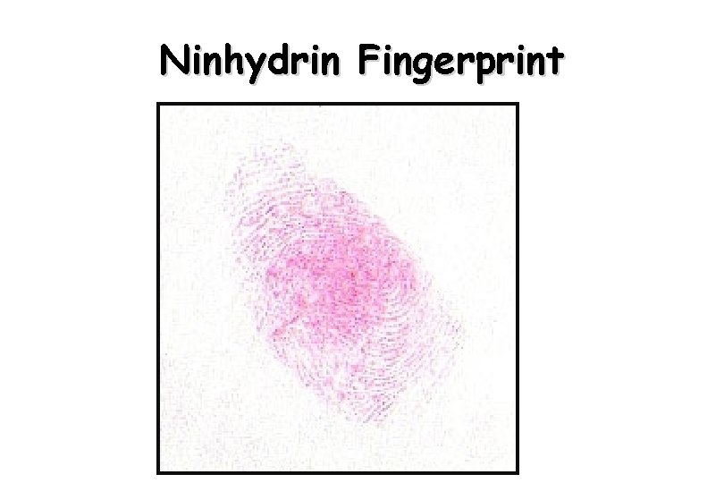 Ninhydrin Fingerprint 