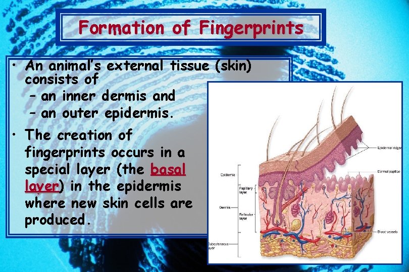 Formation of Fingerprints • An animal’s external tissue (skin) consists of – an inner