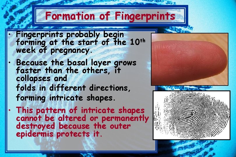 Formation of Fingerprints • Fingerprints probably begin forming at the start of the 10