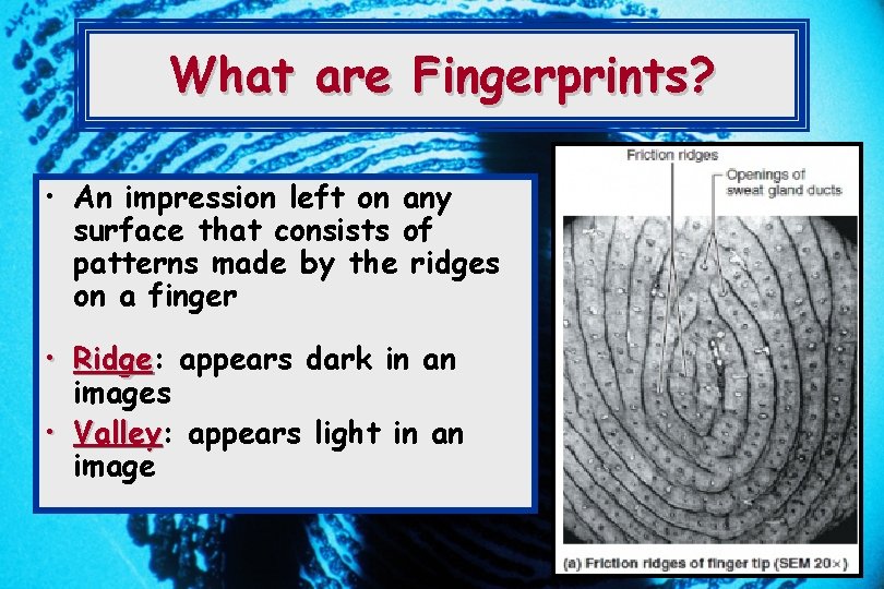 What are Fingerprints? • An impression left on any surface that consists of patterns