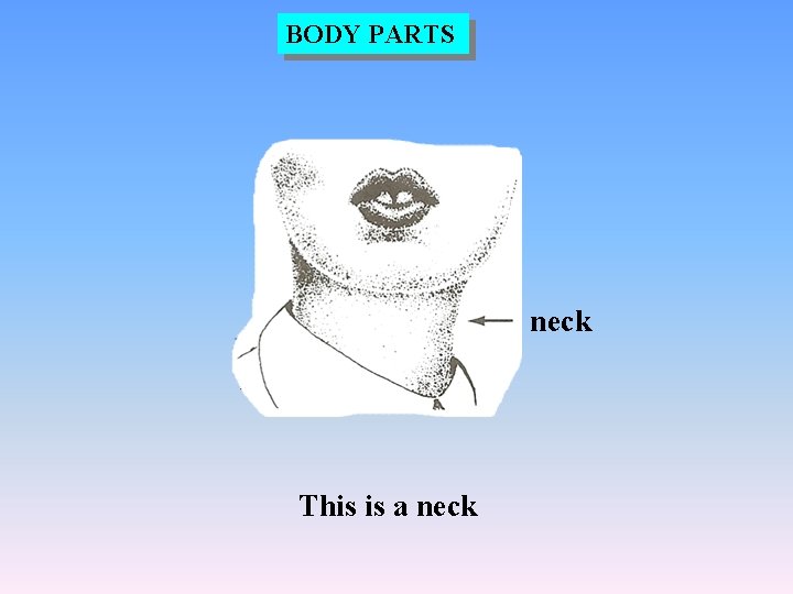 BODY PARTS neck This is a neck 