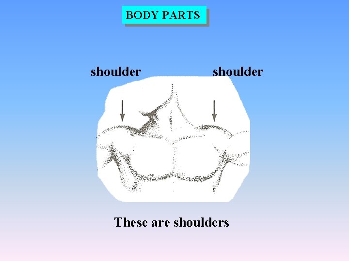 BODY PARTS shoulder These are shoulders 