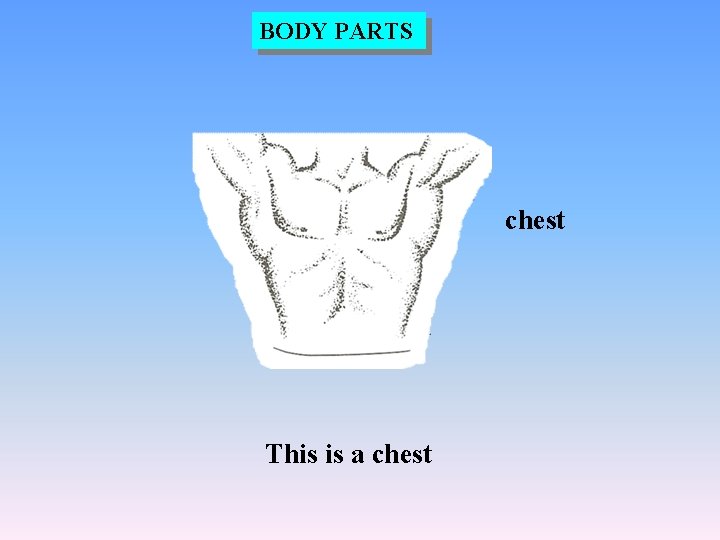 BODY PARTS chest This is a chest 