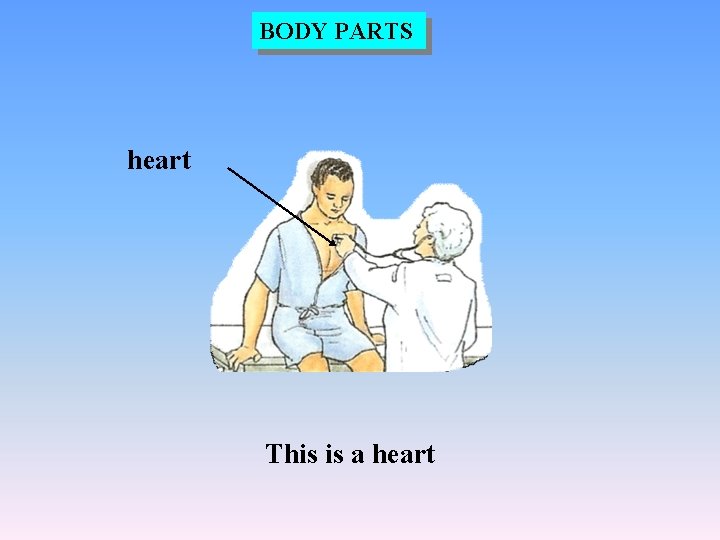 BODY PARTS heart This is a heart 