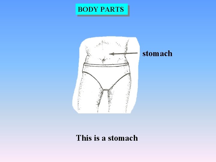 BODY PARTS stomach This is a stomach 