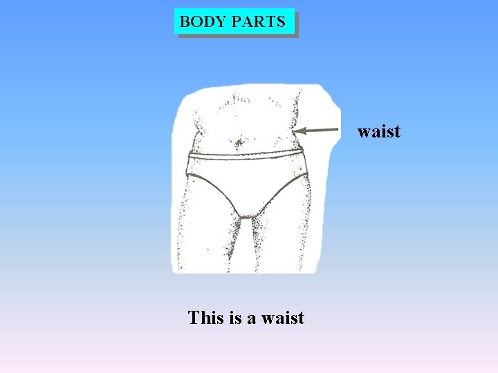 BODY PARTS waist This is a waist 