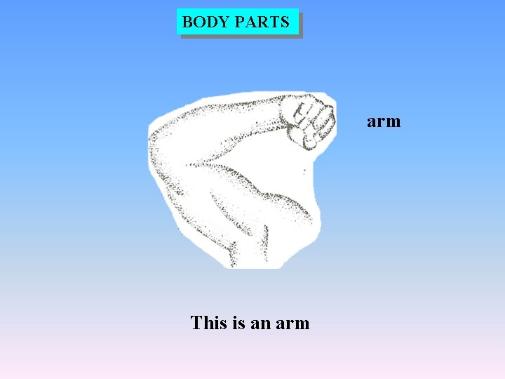 BODY PARTS arm This is an arm 