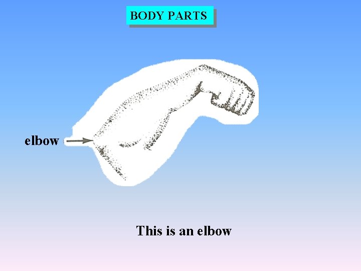 BODY PARTS elbow This is an elbow 