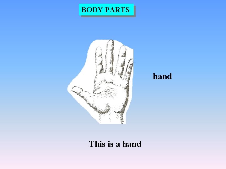 BODY PARTS hand This is a hand 