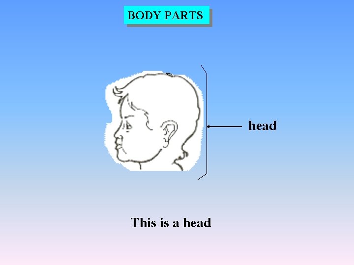 BODY PARTS head This is a head 