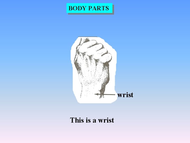 BODY PARTS wrist This is a wrist 