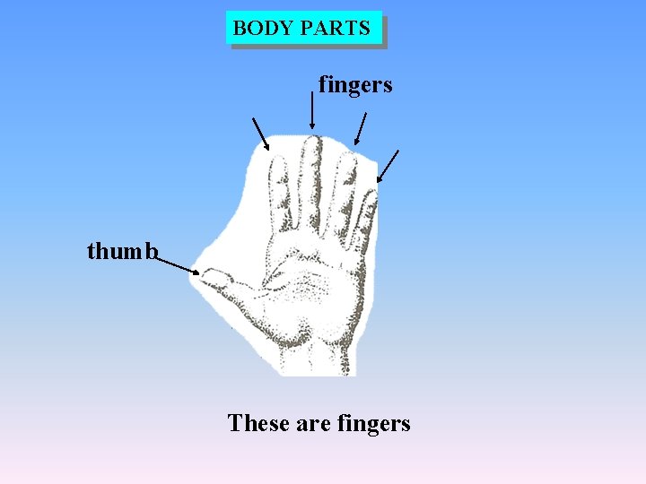 BODY PARTS fingers thumb These are fingers 