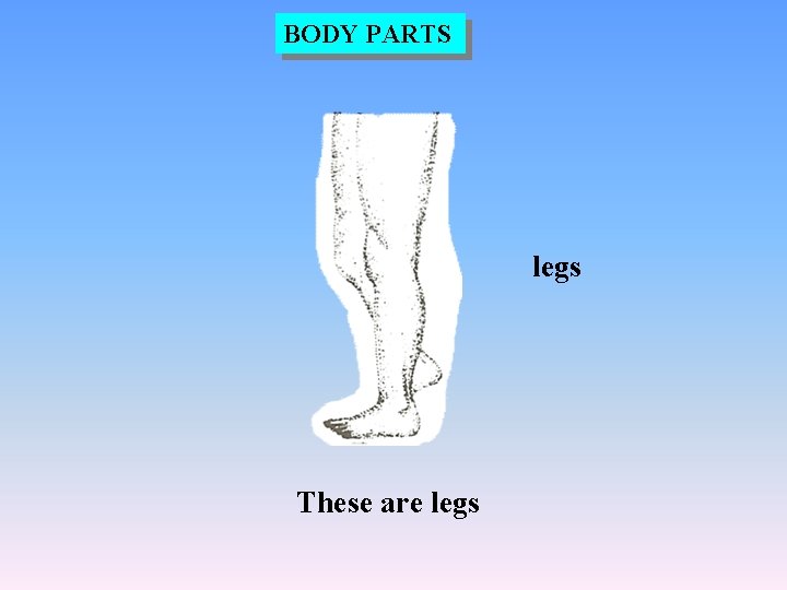 BODY PARTS legs These are legs 