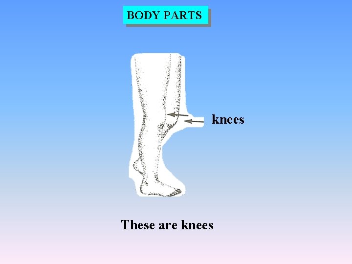 BODY PARTS knees These are knees 