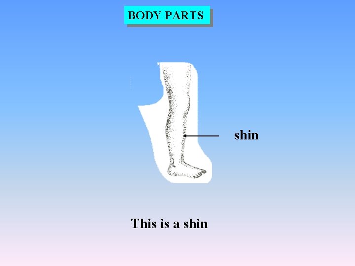 BODY PARTS shin This is a shin 