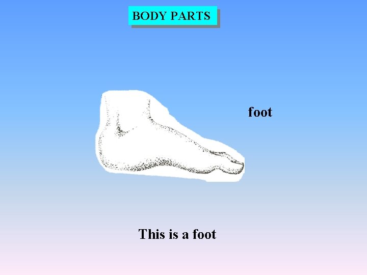 BODY PARTS foot This is a foot 