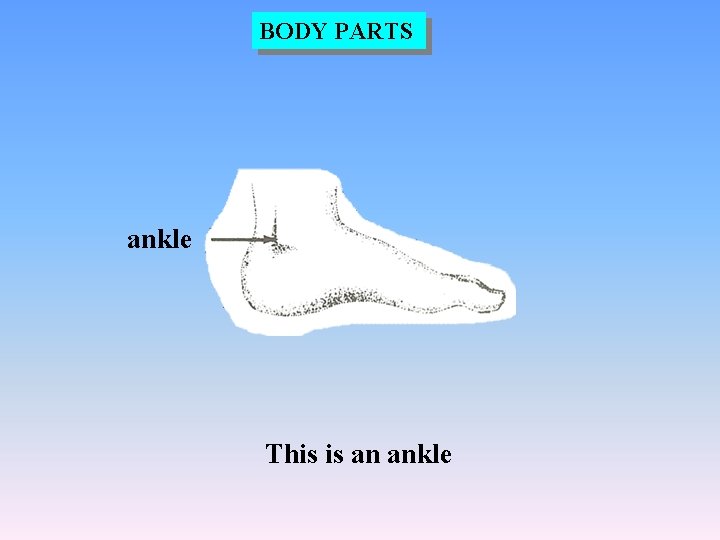 BODY PARTS ankle This is an ankle 
