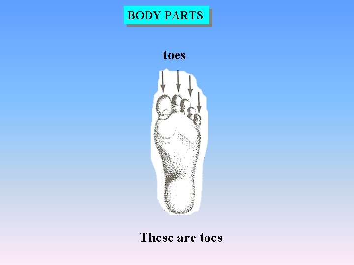 BODY PARTS toes These are toes 