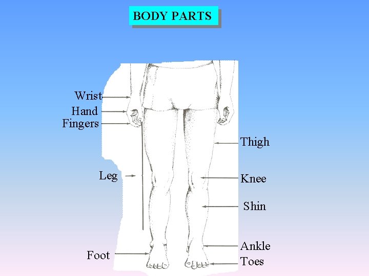 BODY PARTS Wrist Hand Fingers Thigh Leg Knee Shin Foot Ankle Toes 