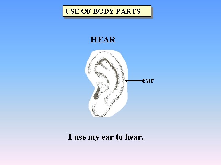 USE OF BODY PARTS HEAR ear I use my ear to hear. 