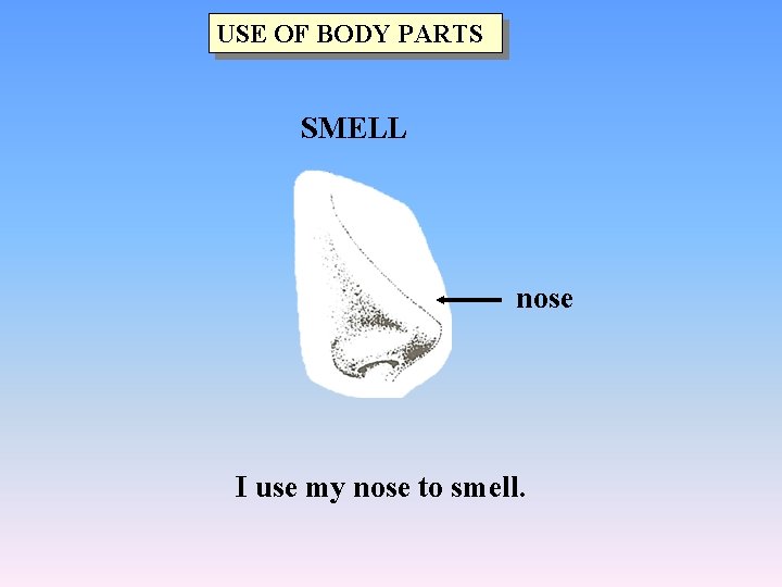 USE OF BODY PARTS SMELL nose I use my nose to smell. 