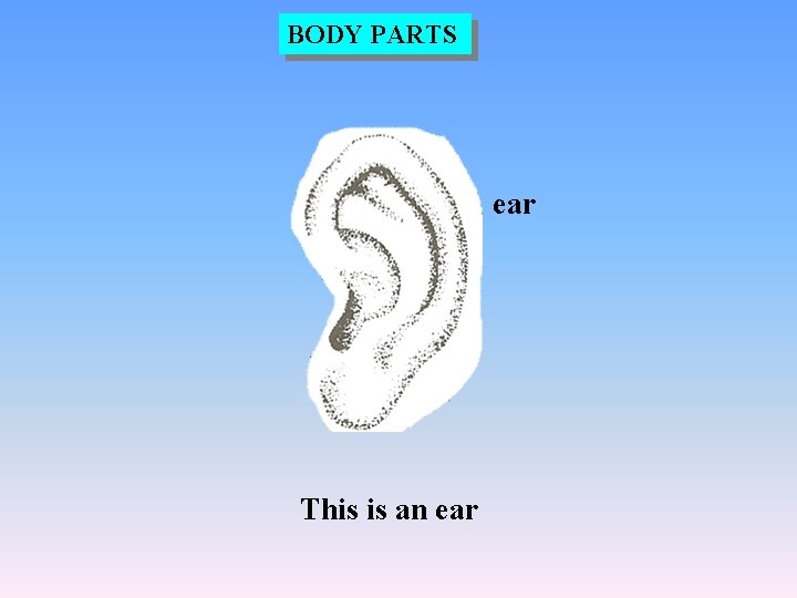 BODY PARTS ear This is an ear 